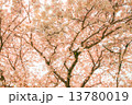 桜 13780019