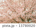 桜 13780020