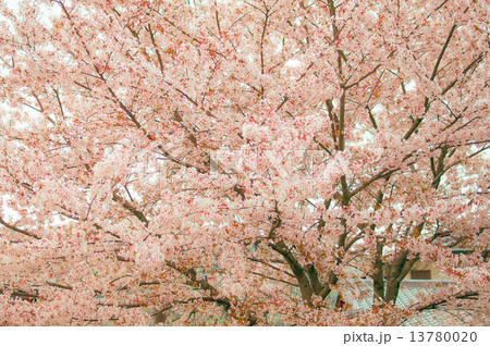 桜 13780020