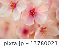 桜 13780021