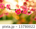 梅 13780022