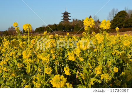 総社の国分寺と菜の花 13780397