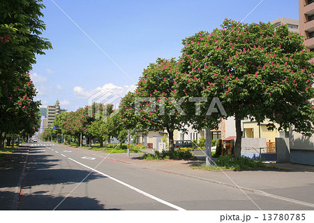 札幌市街のベニバナトチノキ街路樹の写真素材