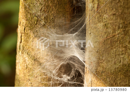 abandon spider web on a tree 13780980