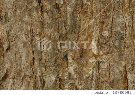 Tree bark texture 13780995