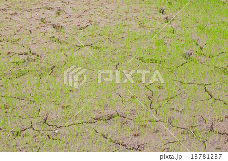 Rice Field in Thailand 13781237
