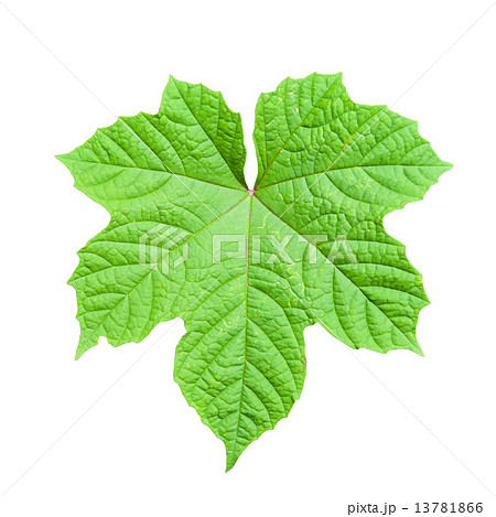 Green leaf isolated on white background Green leaf isolated on white background 13781866