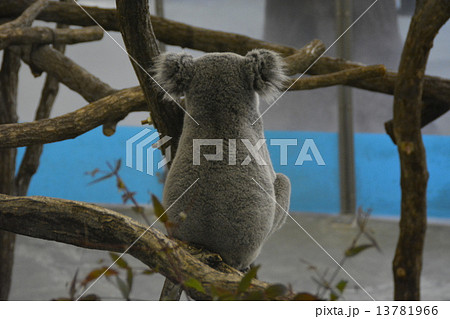 コアラ 13781966