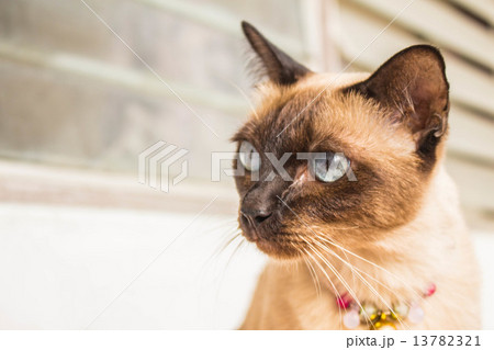Brown cat Brown cat 13782321