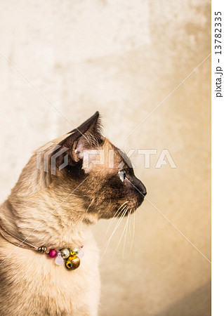 Gray cat looking items 13782335