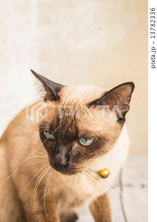 Gray cat sitting Gray cat sitting 13782336