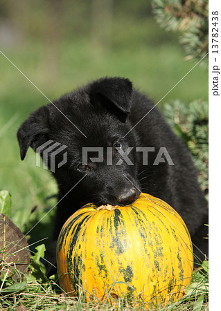Amazing puppy of German shepherd with pumpkin 13782438