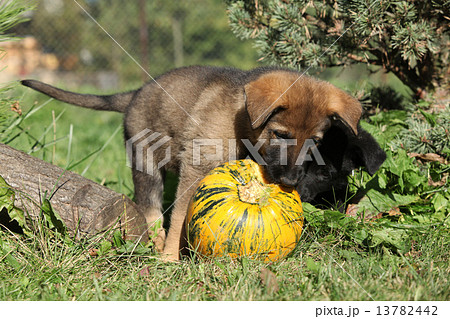 Amazing puppy of German shepherd with pumpkin 13782442