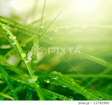 soft focus green grass background 13782960