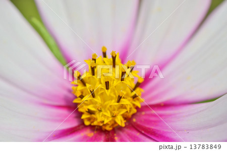 macro yellow pistil macro yellow pistil 13783849