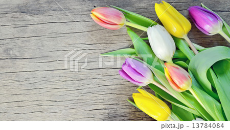 tulips 13784084