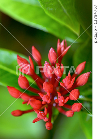 Red buds flower of Ixora chinensis Lamk Red buds flower of Ixora chinensis Lamk 13784767