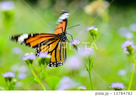 Common Tiger or Danaus genutia butterfly 13784782