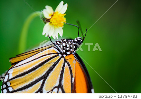Close up Common Tiger or Danaus genutia butterfly Close up Common Tiger or Danaus genutia butterfly 13784783