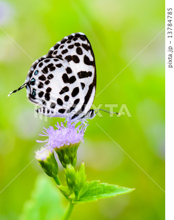 Close up small white butterfly ( Common Pierrot ) 13784785