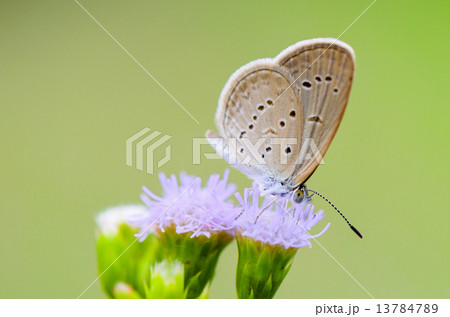 Close up small brown butterfly ( Tiny Grass Blue ) 13784789