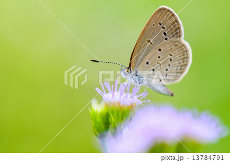 Close up small brown butterfly ( Tiny Grass Blue ) 13784791