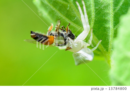 White Crab Spider eating a bee White Crab Spider eating a bee 13784800