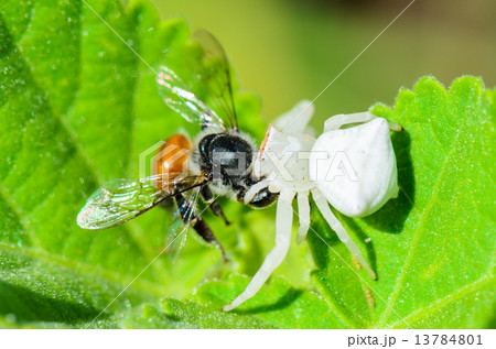 White Crab Spider eating a bee 13784801