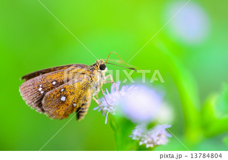 Chestnut Bob or lambrix salsala, Close up small brown butterfly 13784804