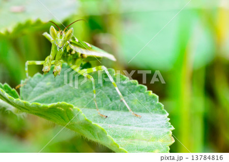 Jeweled Flower Mantis or Indian Flower Mantis 13784816