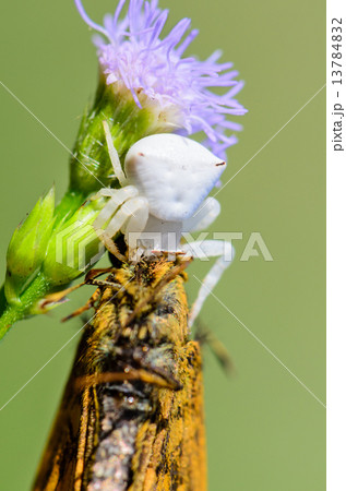 White Crab Spider on flower 13784832