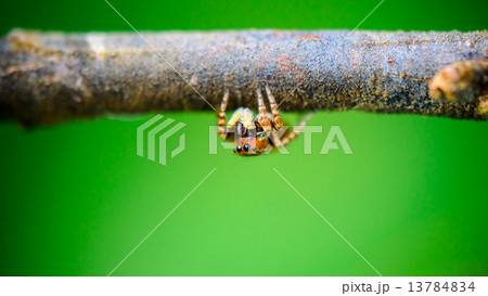 Jumping spider 13784834