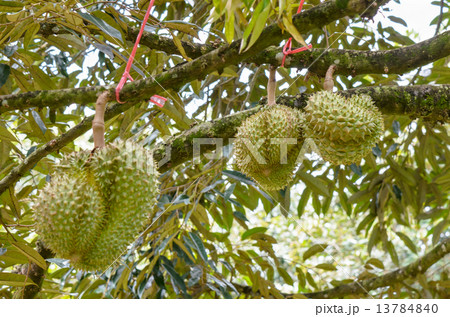 Durian on tree King of fruits in Thailand 13784840
