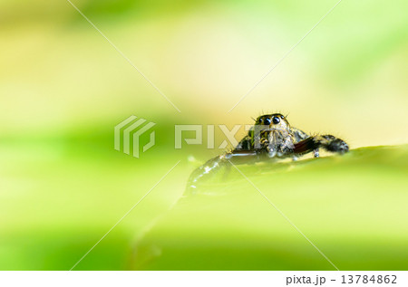 Hasarius adansoni ( Jumping Spider) 13784862
