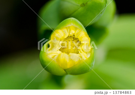 Limnocharis flava or Yellow Burr Head flower 13784863