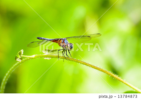 Front view of a dragonfly 13784873