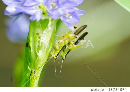 Mating Locust (Oxya japonica) 13784874