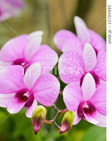Dendrobium orchid hybrids is white and pink stripes 13784885