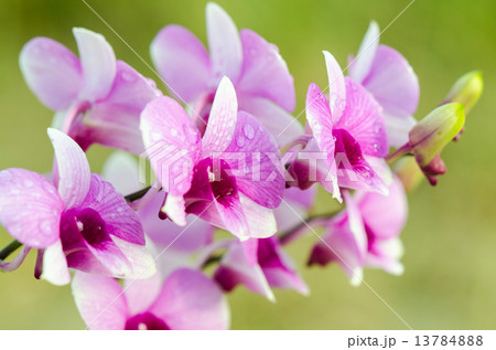 Dendrobium orchid hybrids is white and pink stripes Dendrobium orchid hybrids is white and pink stripes 13784888