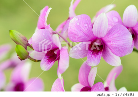 Dendrobium orchid hybrids is white and pink stripes Dendrobium orchid hybrids is white and pink stripes 13784893