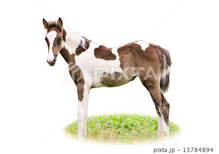 Brown and white foal isolated. Brown and white foal isolated. 13784894