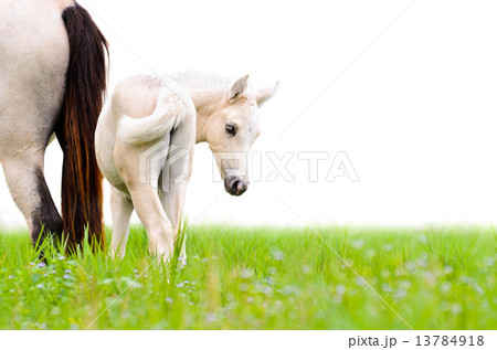 Horse foal looking isolated on white 13784918