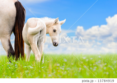White horse mare and foal on sky background 13784919