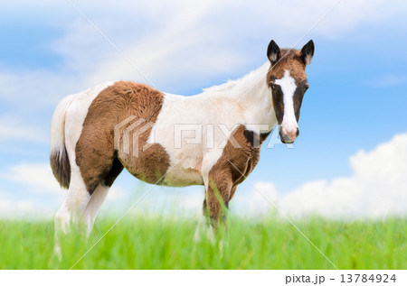 Young horses are brown on sky background. 13784924