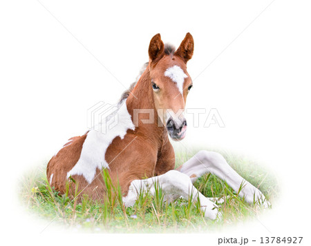Horse foal resting in grass isolated on white. 13784927