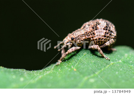Macro Otiorhynchus Scaber or Weevil Macro Otiorhynchus Scaber or Weevil 13784949
