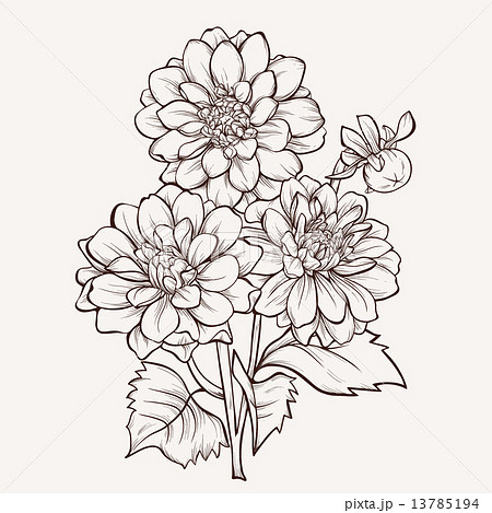 Vector Dahlia Flower Isolated On White のイラスト素材