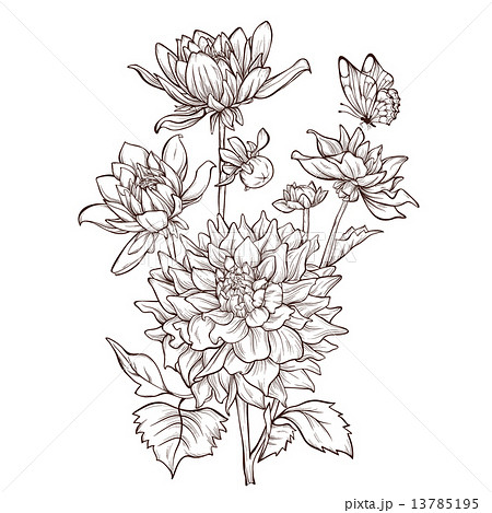 Vector Dahlia Flower Isolated On White のイラスト素材