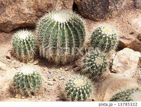 cactus 13785322