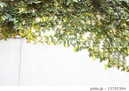 The Green Creeper 13785364